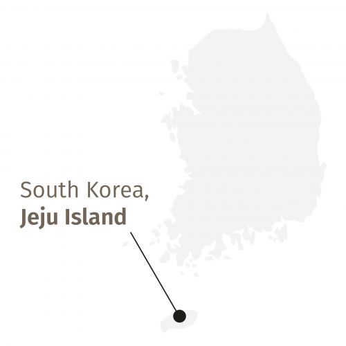 Exclusieve Biologische Donkere Oolong Thee - Eerste Kwaliteit Jeju Korea Bladeren